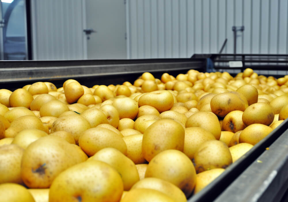 Картофелеочистительная машина промышленная